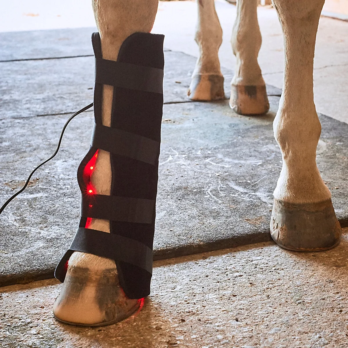 Equine Light Therapy Large Light Therapy Pad - Image 4